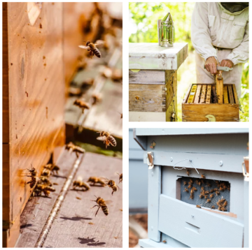 🐝🌸 Freudige Neuigkeiten aus unserem Bienenprojekt!🌼🐝